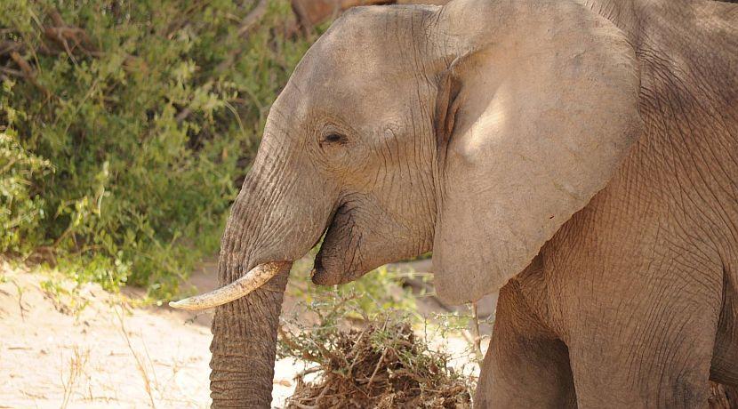 A Look Back At 2016 On The Desert Elephants In Namibia Project! 