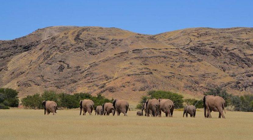 Working with Elephants - A volunteer's perspective