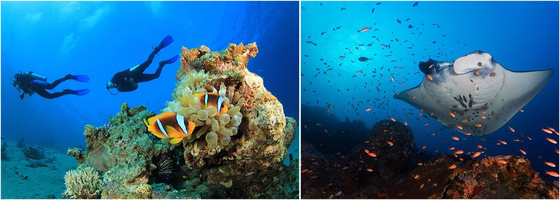 Marine Biology Volunteer The Great Projects marine-biology-volunteer-the-great-projects