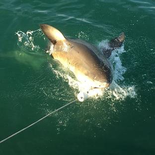 A Volunteer Review From The Great White Shark Project - See How Close Amy Got To The Beasts! 