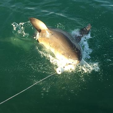 A Volunteer Review From The Great White Shark Project - See How Close Amy Got To The Beasts! 