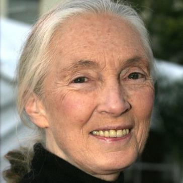 Happy Birthday Dame And Dr. Jane Goodall! What Has This Lady Accomplished In Her 86 Years? 