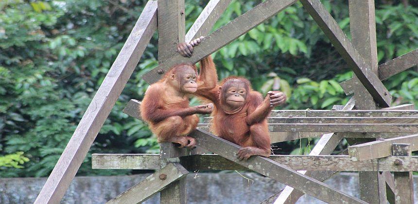 Why Orangutan Conservation is Necessary 