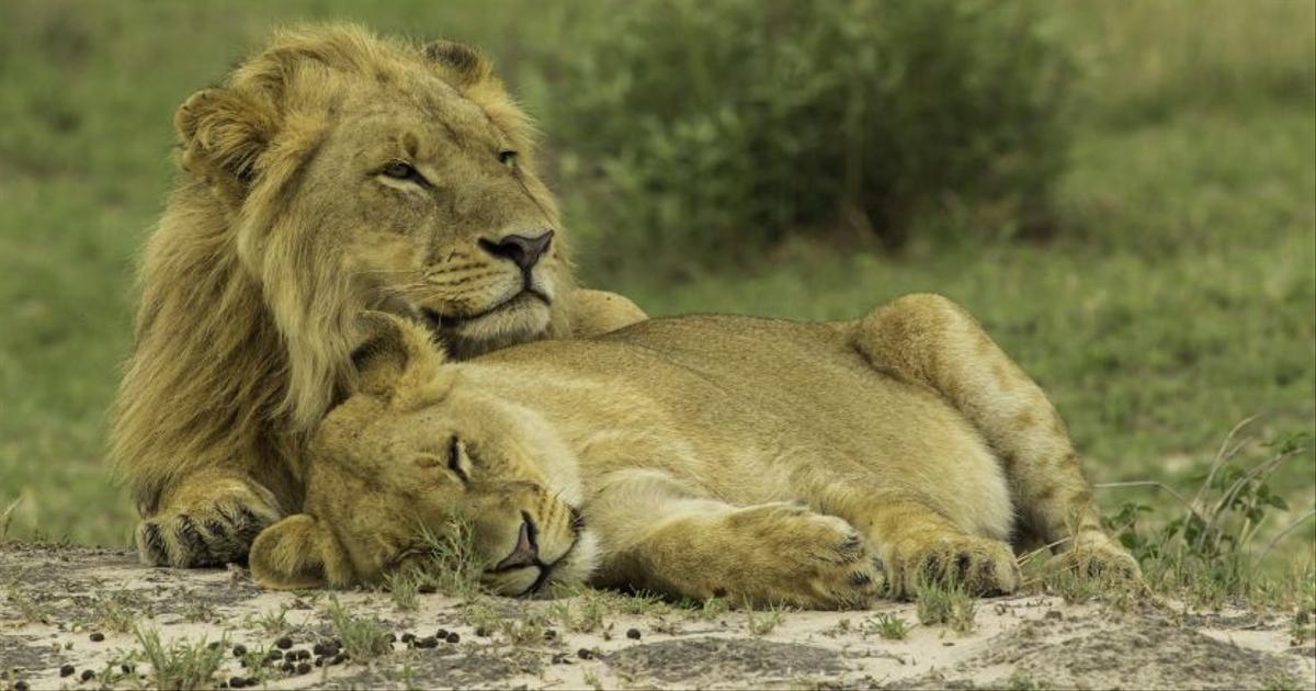 The Debate On Kevin Richardson - Have Your Say | The Great Projects The Debate On Kevin Richardson - Have Your Say | The Great Projects