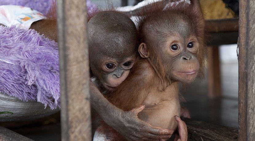 August update from IAR Orangutan Project in Ketapang
