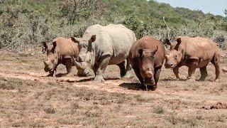 3 Young Rhinos Released in 2019