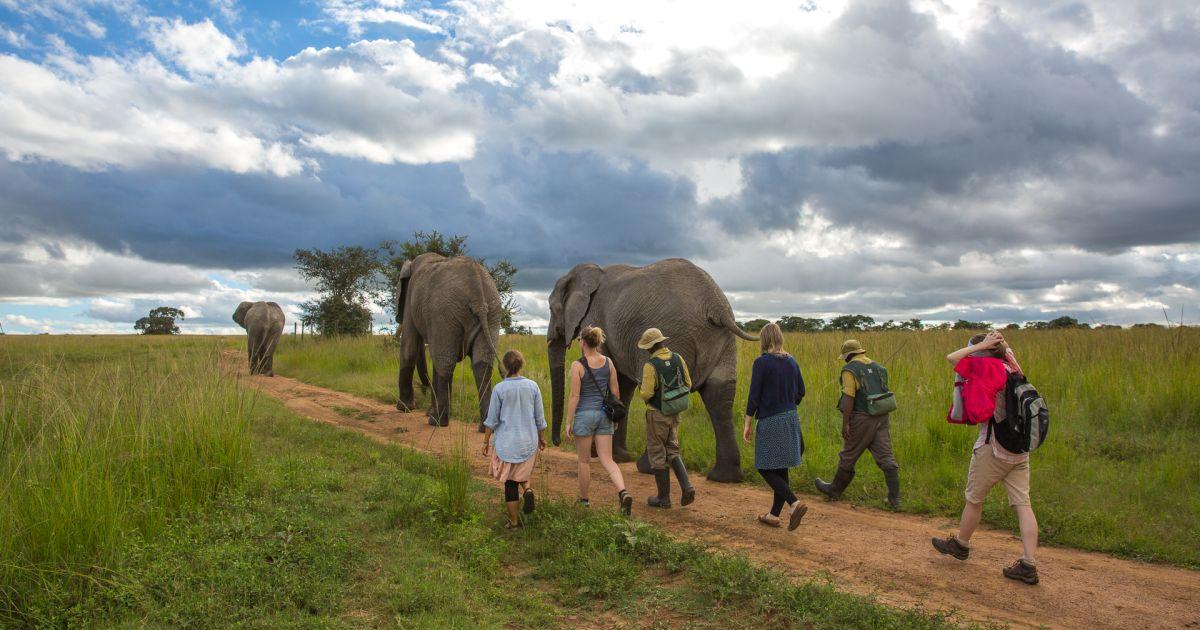 Volunteer with Elephants Abroad The Great Projects