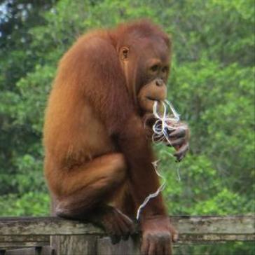 The Great Orangutan Project Wins For The Second Year In A Row!