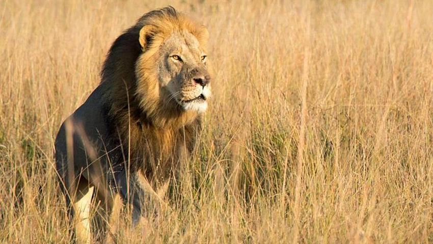 ​Xanda, Son Of Cecil The Lion, Shot Dead By Trophy Hunter