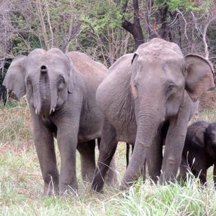 Meet the Newest Herd Members At The Great Elephant Project in Sri Lanka! 