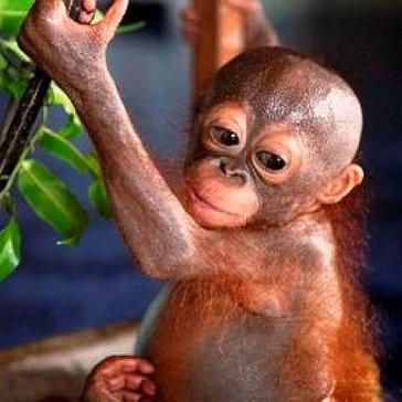 The Ketapang Rescue Centre takes in another orphaned orangutan
