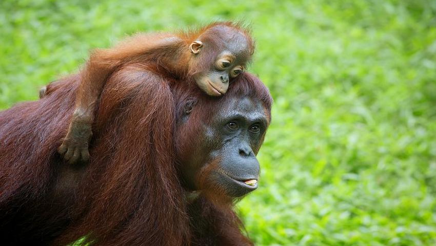 Orangutan Awareness Week: Protecting the ‘Man of the Forest’