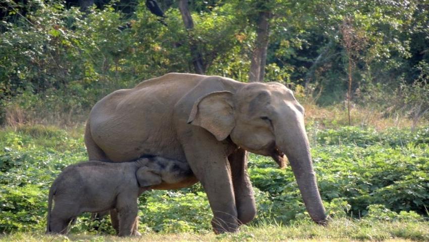 Meet the Newest Herd Members At The Great Elephant Project in Sri Lanka! 