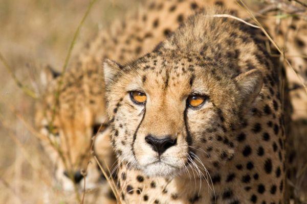 Cheetah Monitoring