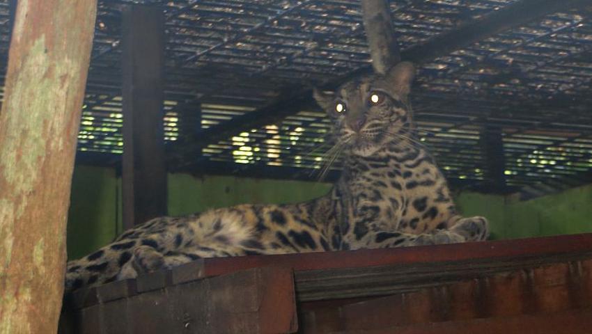 Clouded Leopard Moves House