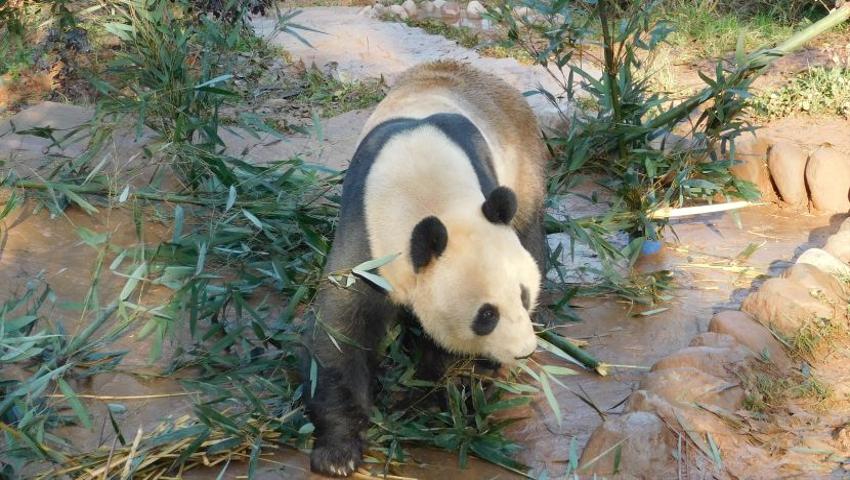 National Panda Day - Less Than 2000 Remaining!