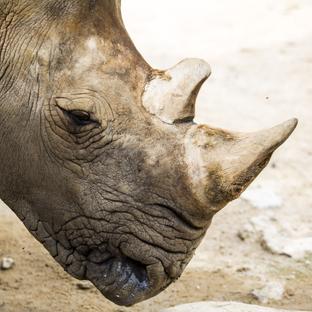 How To Be A Rhino Conservation Volunteer!