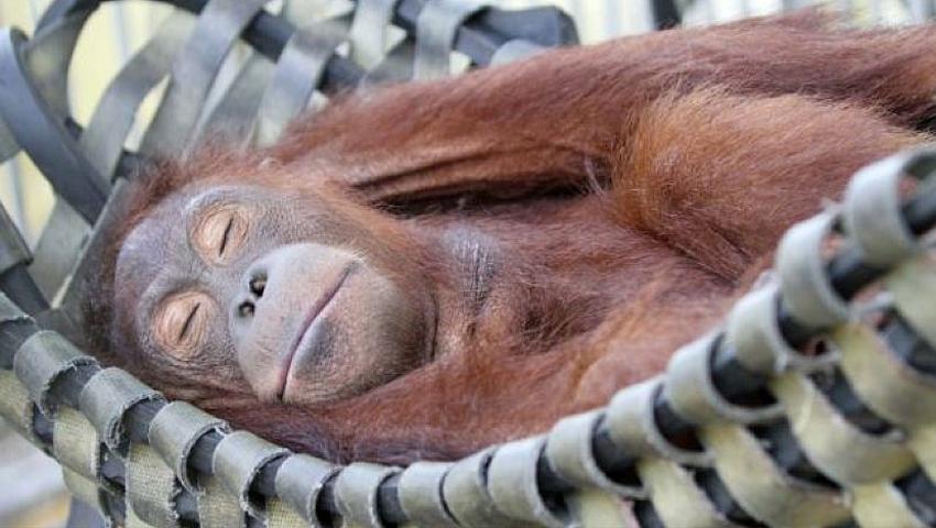 The Story of Pelangsi at the IAR Orangutan Project