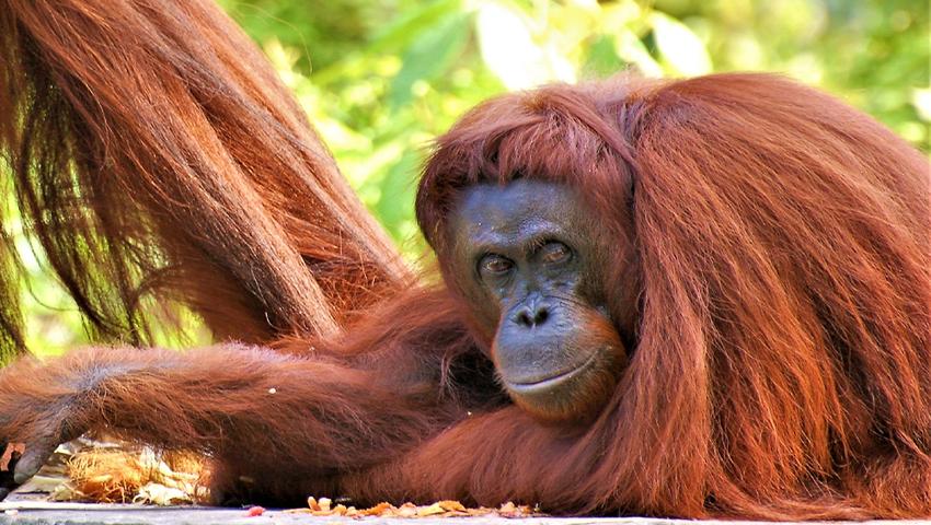 Linda's Samboja Lestari Orangutan Adventure 