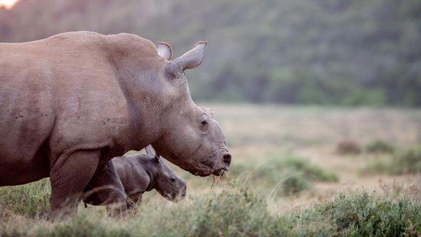 Thandi and Family – New Baby Rhino at Kariega!