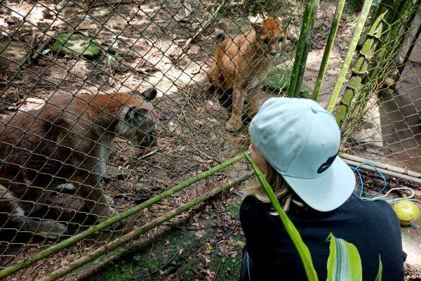 Veterinary Clicker Training  @ Costa Rica Wildlife Sanctuary
