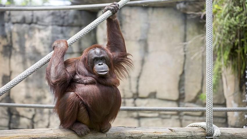 International Orangutan Day - Extinction In 25 Years?