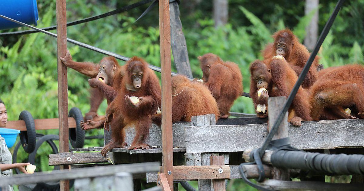 Volunteer in Borneo | The Great Projects
