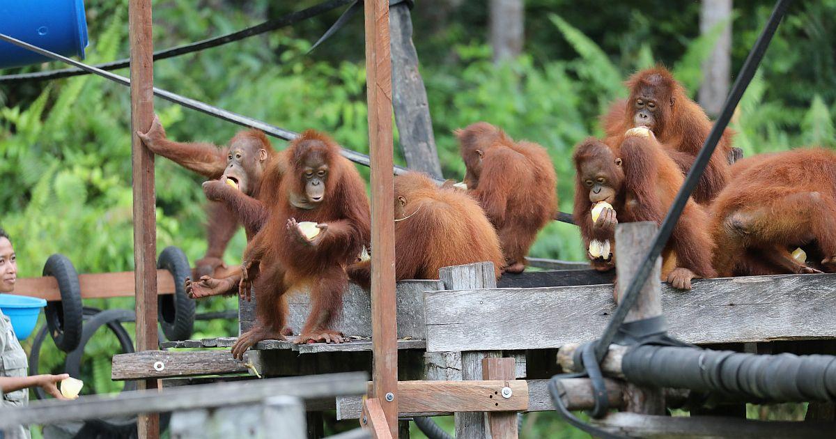 Volunteer in Borneo | The Great Projects Volunteer in Borneo | The Great Projects