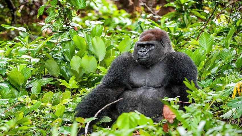 Endangered Species Day 2016 - 80% Of Orangutan Habitat Gone? 