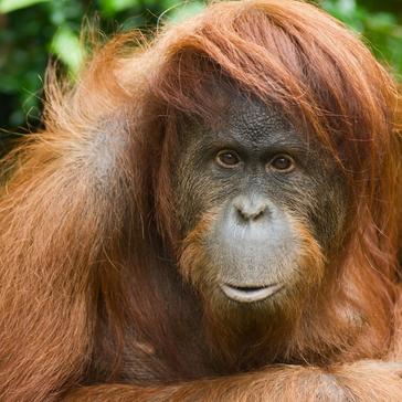 Sumatran Orangutan Numbers Double!