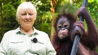 Samboja Lestari Orangutan Project - Volunteer Reviews 2019