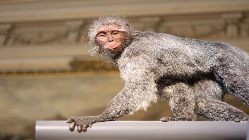 Old World Monkeys  Overview, List & Characteristics - Video