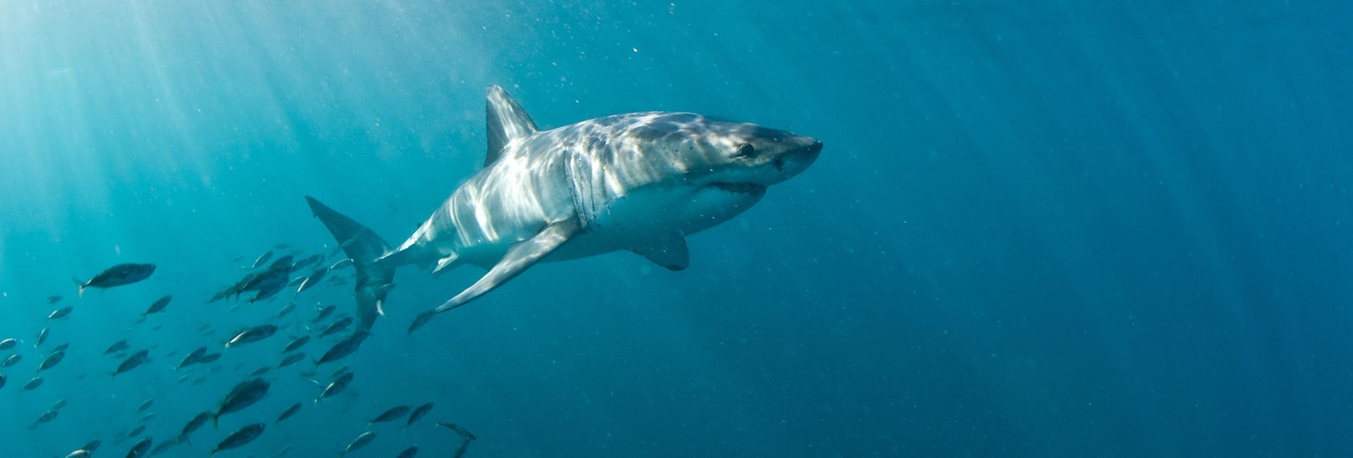 Great White Shark Sightings in 2019