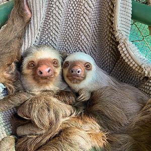 Return Volunteer Inge's Sloth Adventure
