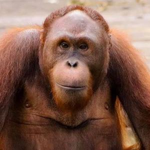 Meet Some of The Great Orangutans of The Great Orangutan Project!