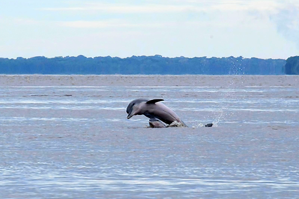 Amazon River Dolphin Watching - Peru Wildlife Sanctuary