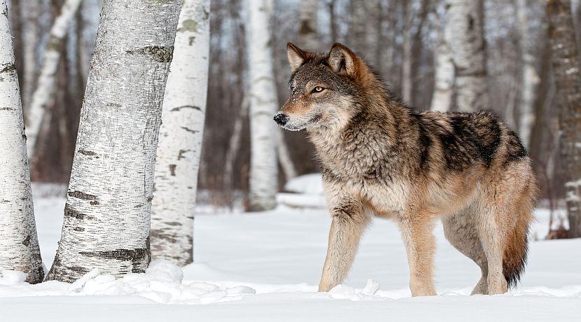 Wolf Awareness Week 2015!