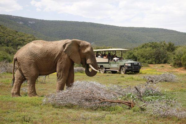 Game Drive on the Shamwari Conservation Experience