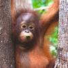 New Arrival at the Nyaru Menteng Orangutan Sanctuary