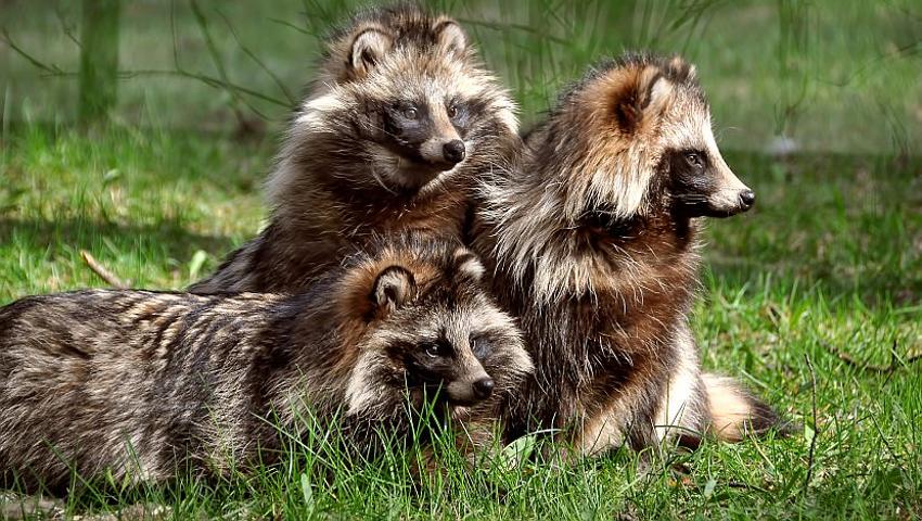 Fall In Love With The Raccoon Dog On Valentines Day!