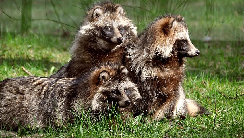 क्या होते हैं Raccoon Dogs