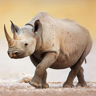 World Rhino Day 2017