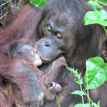 BOS Foundations hard work pays off as a new baby orangutan is born in the wild!