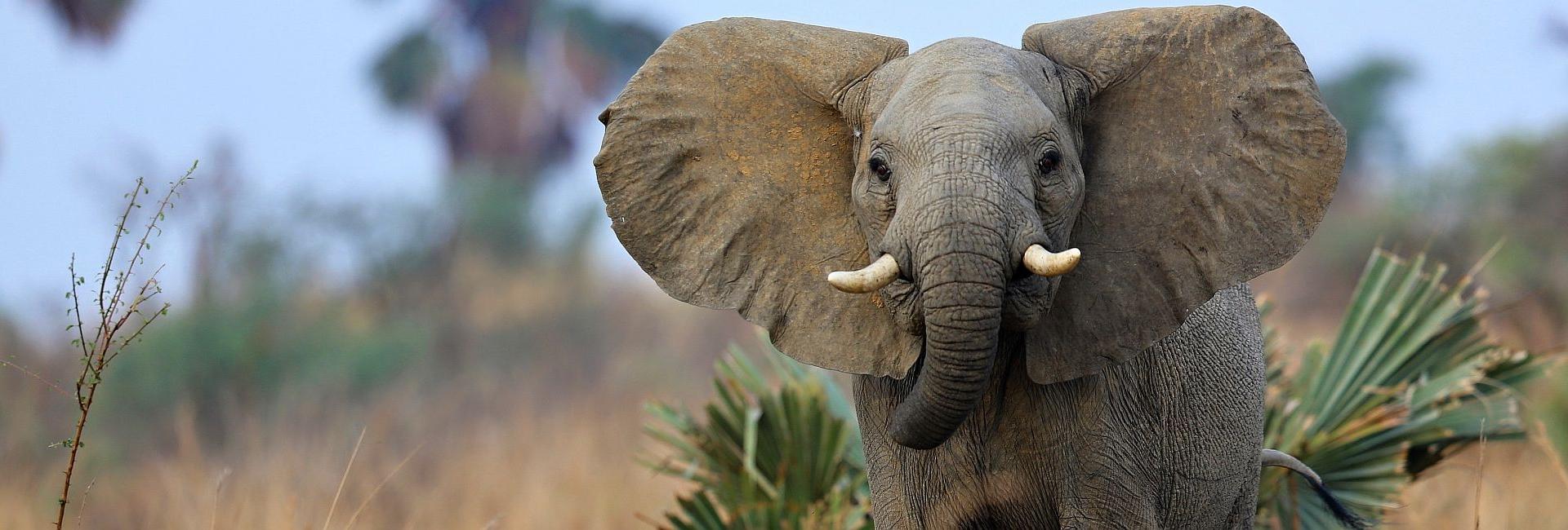 Volunteer At An Elephant Sanctuary In Africa