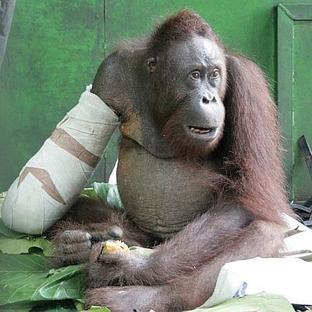 Orangutan Released by International Animal Rescue 
