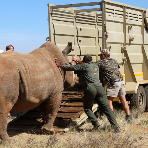 The Great Rhino Rescue Mission