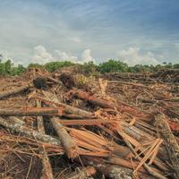 Are The Contents Of Your Cupboards Harming The World? Palm Oil Uncovered...