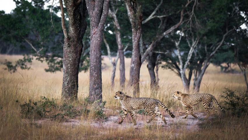 Two Rewilded Cheetahs, Two Years On - A Remarkable Rewilding Story
