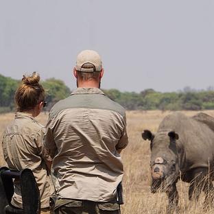 ​Why Do Some Reserves Dehorn Their Rhinos?