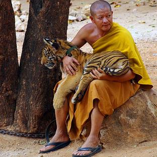Infamous 'Tiger Temple' Set To Re-Open - Boycott This Cruel, Counterfeit 'Sanctuary'